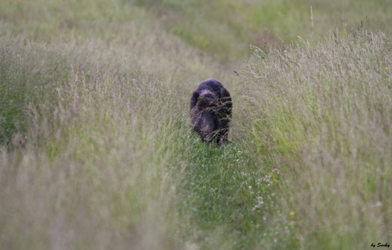 ..vo vysokej trave..