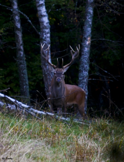 ..poctivo vychodeny...