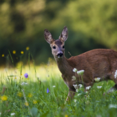 ..vecerne stretnutie..