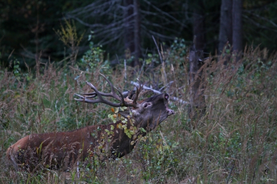 ...konecne sa zadarilo aj mne ..