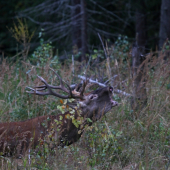...konecne sa zadarilo aj mne ..