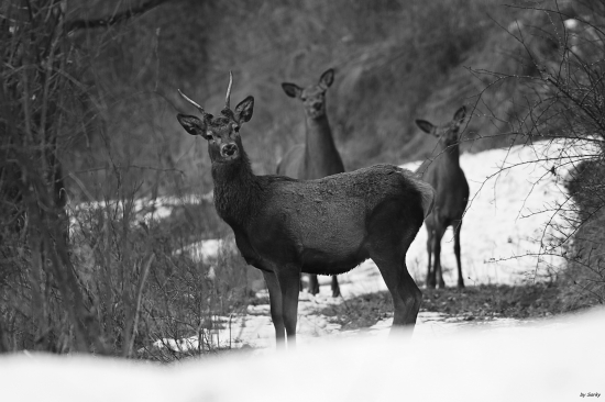 zimna black&white