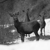 zimna black&white