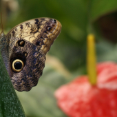 motyl1