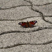motyl2