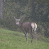 ..dnesna jelenicka..