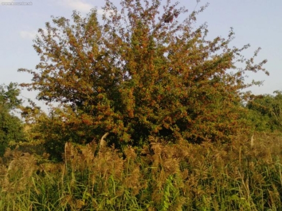 Začiatkom jesene