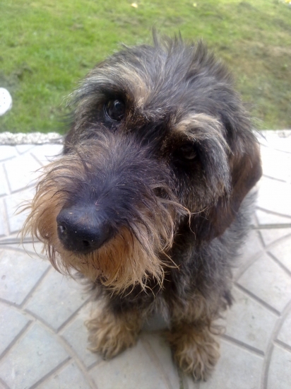 Betka.. 1.4.1997 - 20.3.2012 (14 rokov a 354 dní ) :(