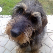 Betka.. 1.4.1997 - 20.3.2012 (14 rokov a 354 dní ) :(