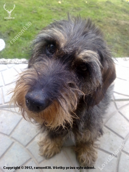 Betka.. 1.4.1997 - 20.3.2012 (14 rokov a 354 dní ) :(