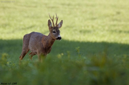 Srnec lesný (Capreolus capreolus)