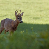 Srnec lesný (Capreolus capreolus)