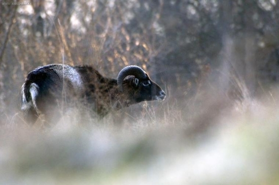 Muflón lesný (ovis musimon)