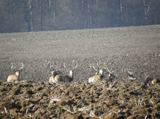 Jelenia zver