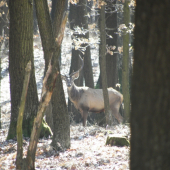 Jelenia zver