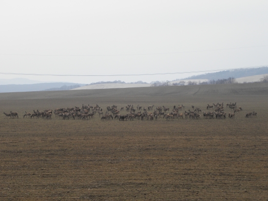 Jelenia zver