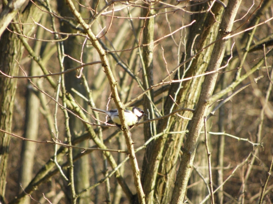 sikorka