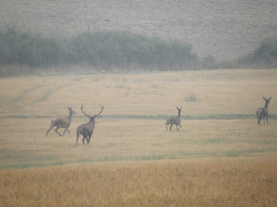ruja 2011