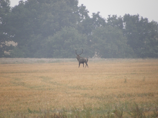 ruja 2011