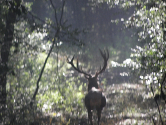Ruja 2010