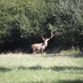 Ruja 2010