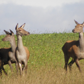 Ruja 2010