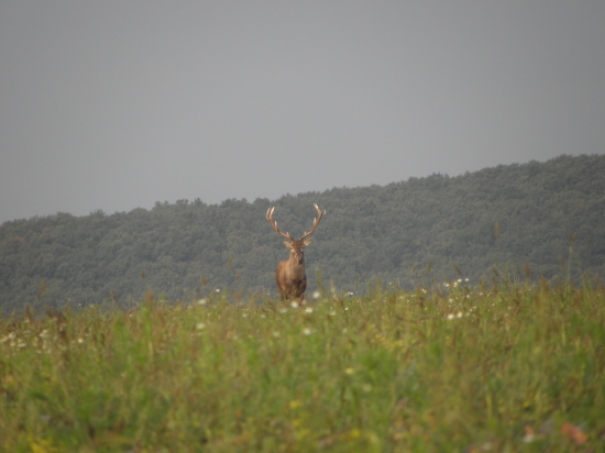 Ruja 2010