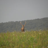 Ruja 2010