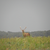 Ruja 2010