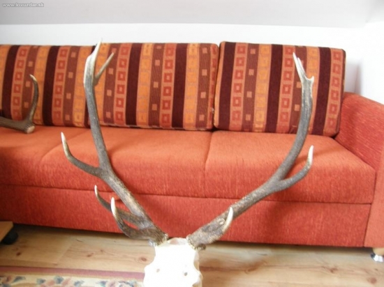 moj bronzovy jelen mal 173.1 bodu tipnite vek