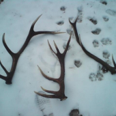 Nedelnajsie zhody (2)