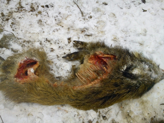 Dnešný diviačik roztrhany vlkom