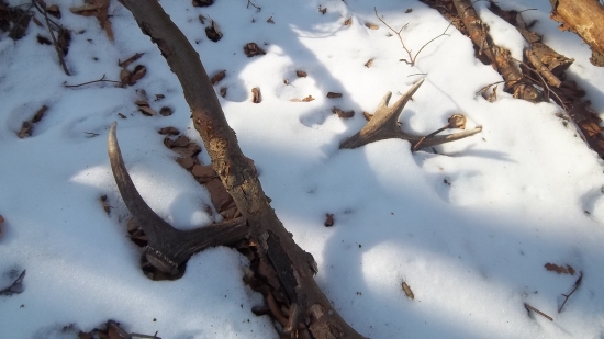 a dalši minulorocný