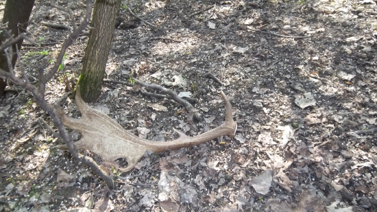 miestami som musel ist aj stvornozky..