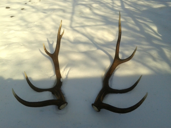 pára nepravidelného desatoráka