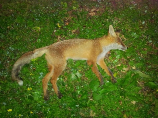 prvá