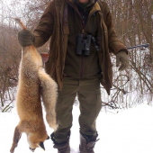 líška od kamaratov z čajkova