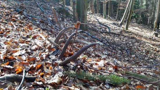 štartovný potešil