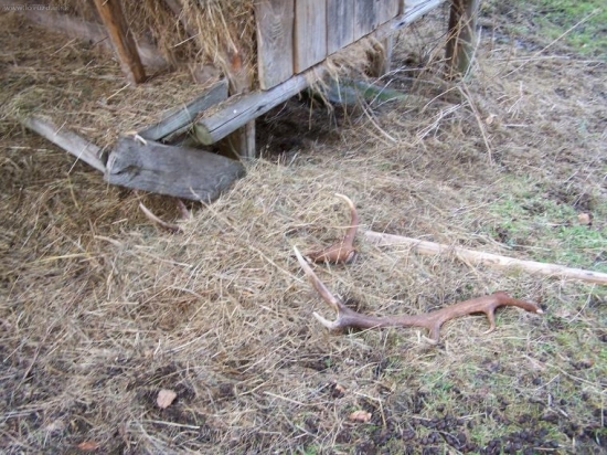 skoro mi srdce vyskocilo