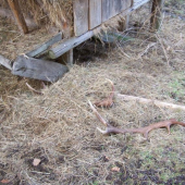 skoro mi srdce vyskocilo