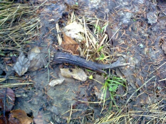 najdene v ihličnatej hore :D sorry za kvalitu..