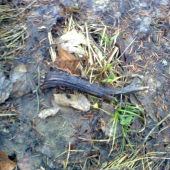 najdene v ihličnatej hore :D sorry za kvalitu..