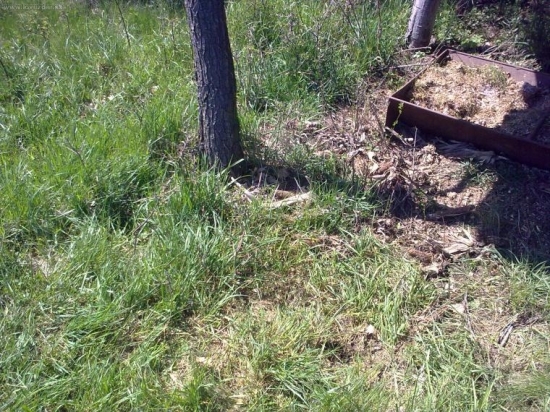 taky biely a predsa tohorocny ..