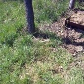 taky biely a predsa tohorocny ..