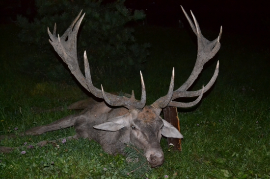 Konečne jeleň IV. VT v našom združení
