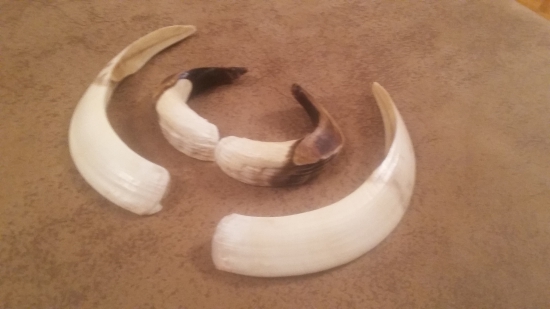 Trofej kanca ID 287241