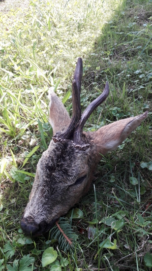 Ďalší dobrý srnec z nášho združenia