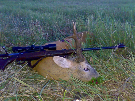 Pán srnec - ulovený včera