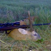 Pán srnec - ulovený včera