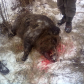 Dobrý kanec.....hneď po ulovení